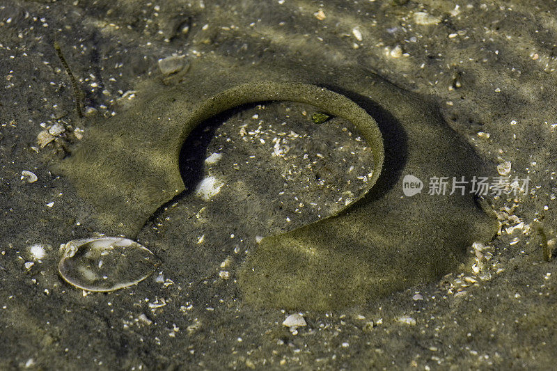 来自墨西哥巴哈的圣伊格纳西奥泻湖的Recluz's Moon Snail, Polinices recluzianus